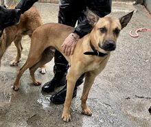 CAI, Hund, Malinois-Mix in Spanien - Bild 1