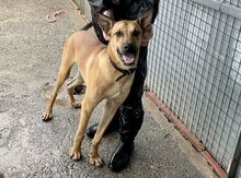 CAI, Hund, Malinois-Mix in Spanien - Bild 2