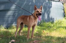 CAI, Hund, Malinois-Mix in Spanien - Bild 4