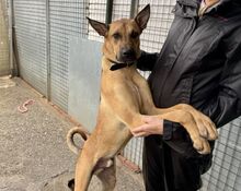 CAI, Hund, Malinois-Mix in Spanien - Bild 5