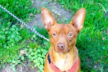 CHILLI, Hund, Podenco Andaluz-Mix in Sigmaringen - Bild 1