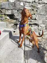 CHILLI, Hund, Podenco Andaluz-Mix in Sigmaringen - Bild 2