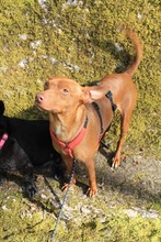 CHILLI, Hund, Podenco Andaluz-Mix in Sigmaringen - Bild 3