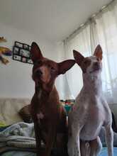 CHILLI, Hund, Podenco Andaluz-Mix in Sigmaringen - Bild 4