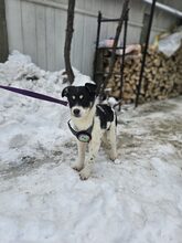 LUMI, Hund, Mischlingshund in Rumänien - Bild 13