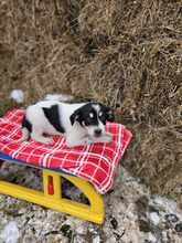 NEVE, Hund, Mischlingshund in Rumänien - Bild 17