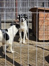 NEVE, Hund, Mischlingshund in Rumänien - Bild 6