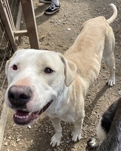 TYSON, Hund, Mischlingshund in Griechenland - Bild 1