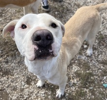 TYSON, Hund, Mischlingshund in Griechenland - Bild 10