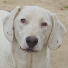 FUNKY, Hund, Mischlingshund in Griechenland - Bild 13