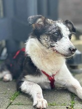 YORI, Hund, Mischlingshund in Elsdorf