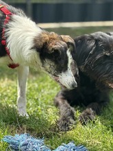 YORI, Hund, Mischlingshund in Elsdorf - Bild 11