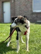 YORI, Hund, Mischlingshund in Elsdorf - Bild 14