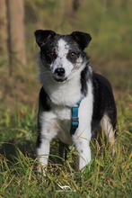 YORI, Hund, Mischlingshund in Elsdorf - Bild 2