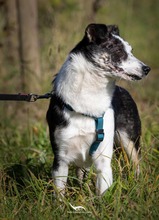 YORI, Hund, Mischlingshund in Elsdorf - Bild 3