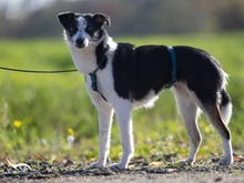 YORI, Hund, Mischlingshund in Elsdorf - Bild 4