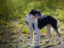 YORI, Hund, Mischlingshund in Elsdorf - Bild 5