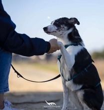 YORI, Hund, Mischlingshund in Elsdorf - Bild 6