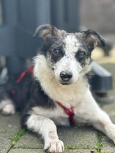 YORI, Hund, Mischlingshund in Elsdorf - Bild 8