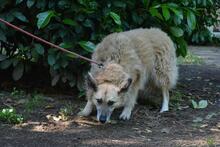 MORIAH, Hund, Mischlingshund in Italien - Bild 10