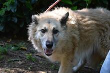 MORIAH, Hund, Mischlingshund in Italien - Bild 11