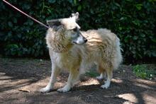 MORIAH, Hund, Mischlingshund in Italien - Bild 12