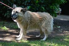 MORIAH, Hund, Mischlingshund in Italien - Bild 13