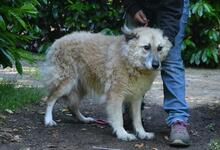 MORIAH, Hund, Mischlingshund in Italien - Bild 14