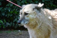 MORIAH, Hund, Mischlingshund in Italien - Bild 15