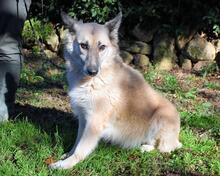 MORIAH, Hund, Mischlingshund in Italien - Bild 17