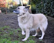 MORIAH, Hund, Mischlingshund in Italien - Bild 21