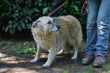 MORIAH, Hund, Mischlingshund in Italien - Bild 6