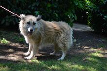MORIAH, Hund, Mischlingshund in Italien - Bild 7
