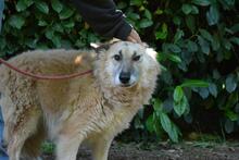 MORIAH, Hund, Mischlingshund in Italien - Bild 8