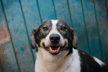 SCHÄNG, Hund, Mischlingshund in Kroatien - Bild 2