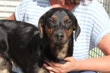 AXELJUNIOR, Hund, Mischlingshund in Italien - Bild 1