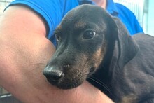 AXELJUNIOR, Hund, Mischlingshund in Italien - Bild 13