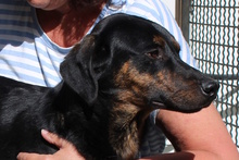 AXELJUNIOR, Hund, Mischlingshund in Italien - Bild 7