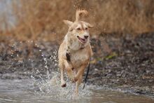 ORNELLA, Hund, Maremmano-Mix in Brüggen - Bild 10