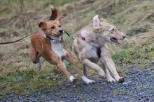 ORNELLA, Hund, Maremmano-Mix in Brüggen - Bild 12