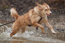 ORNELLA, Hund, Maremmano-Mix in Brüggen - Bild 14