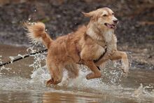 ORNELLA, Hund, Maremmano-Mix in Brüggen - Bild 15