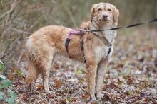 ORNELLA, Hund, Maremmano-Mix in Brüggen - Bild 16