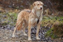 ORNELLA, Hund, Maremmano-Mix in Brüggen - Bild 17