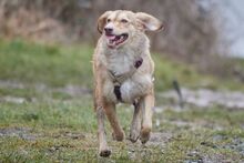 ORNELLA, Hund, Maremmano-Mix in Brüggen - Bild 20