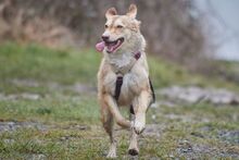 ORNELLA, Hund, Maremmano-Mix in Brüggen - Bild 21