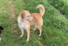 ORNELLA, Hund, Maremmano-Mix in Brüggen - Bild 3