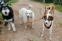 CICCIO, Hund, Pastore Fonnese-Mix in Berlin - Bild 7