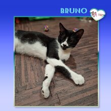 BRUNO, Katze, Hauskatze in Bulgarien