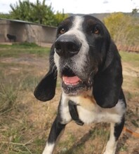 FLOW, Hund, Sabueso Español-Mix in Spanien - Bild 1